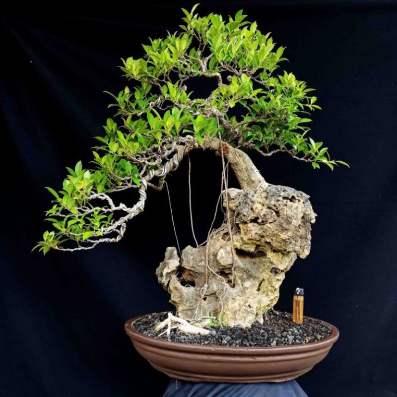 Detail Produk Bonsai Tanaman Hias Pohon Beringin Kimeng On The Rock Tebing Prospek
