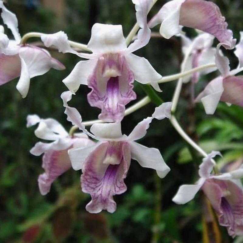 Anggrek Dendrobium Dewasa Nindi Species