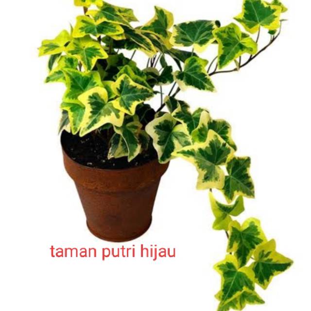 Ivy english - Tanaman hias Gantung english ivy variegata - happy ivy