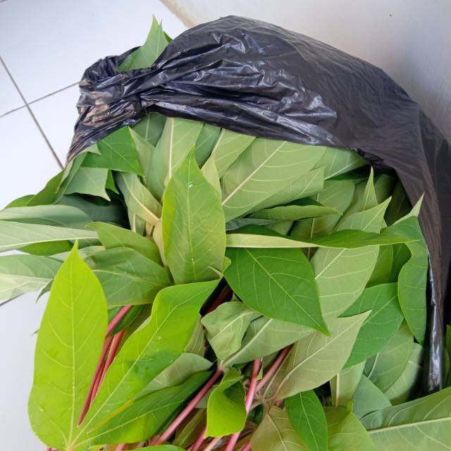 Daun Singkong Pucuk Daun Singkong Daun Singkong Muda Shopee Indonesia
