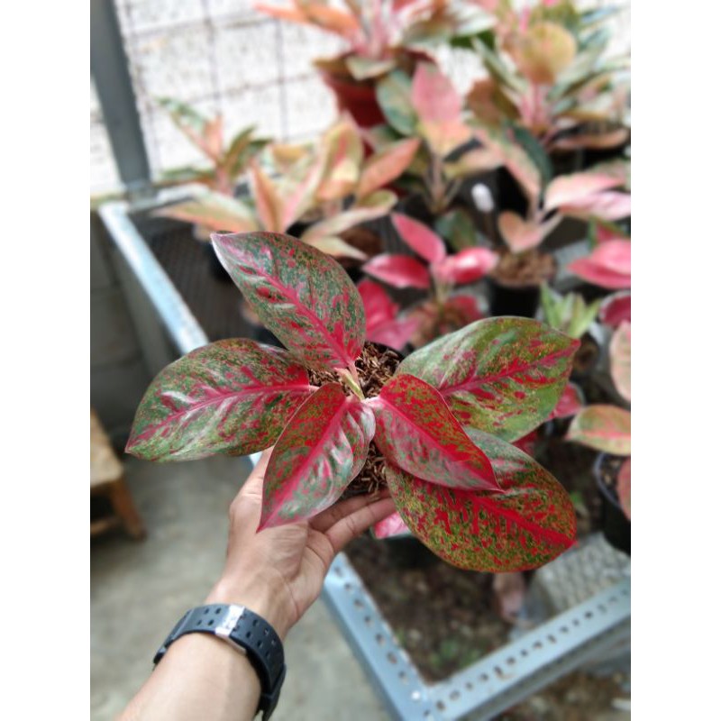 aglaonema red stardust