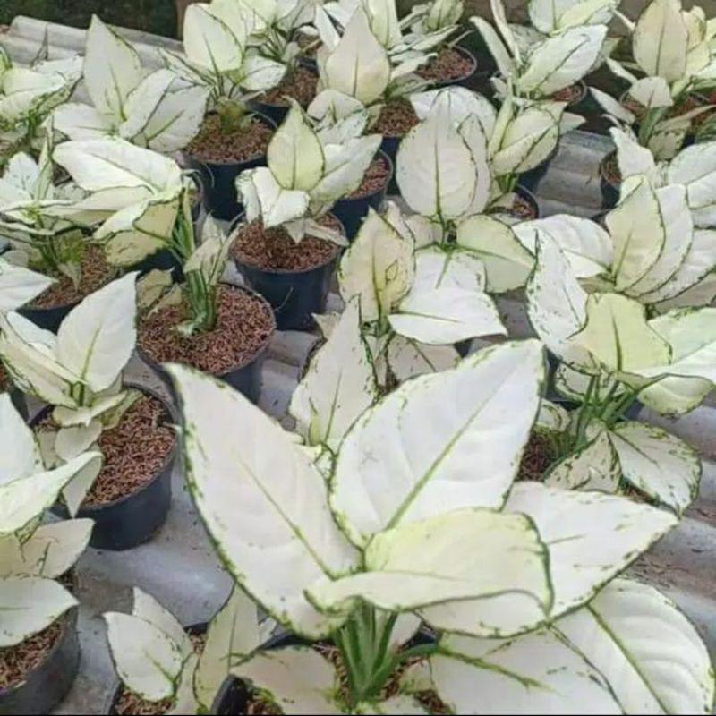 Bonggol Aglonema Snow White / Bonggol Aglonema Super White