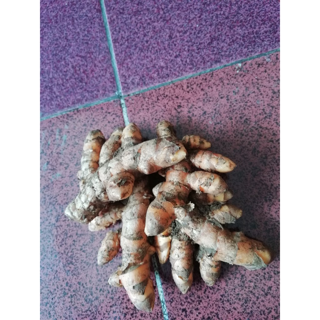 

Kunyit segar