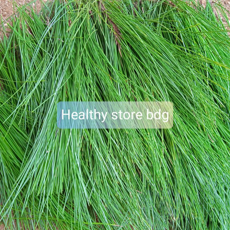 

Daun Pinus Segar Paket 500 gram
