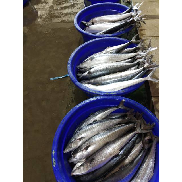 

IKAN TENGGIRI FRESS
