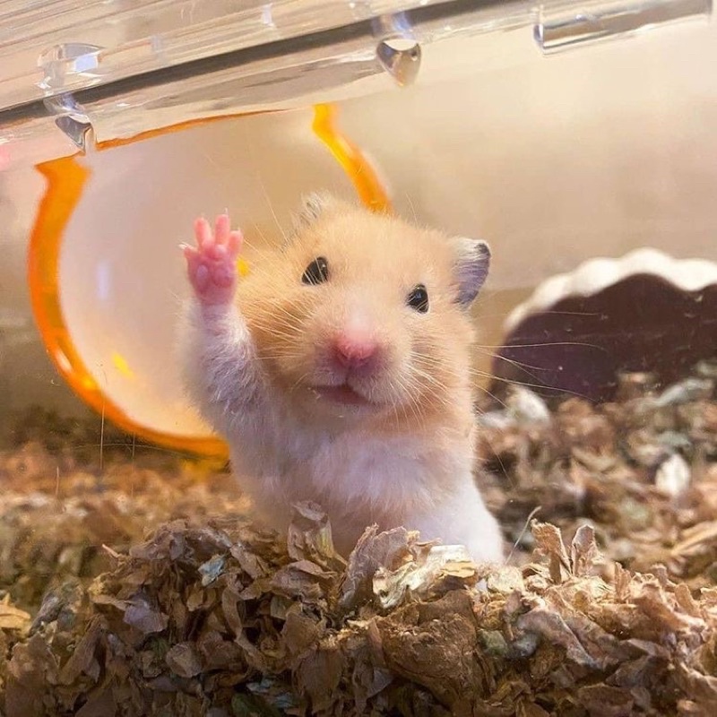 Jual Hamster Winter White ( ONLY PEKANBARU ) Indonesia|Shopee Indonesia