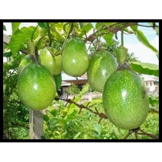 BIBIT TANAMAN BUAH MARKISA BIBIT MARKISA POHON MARKISA PASSIFLORA