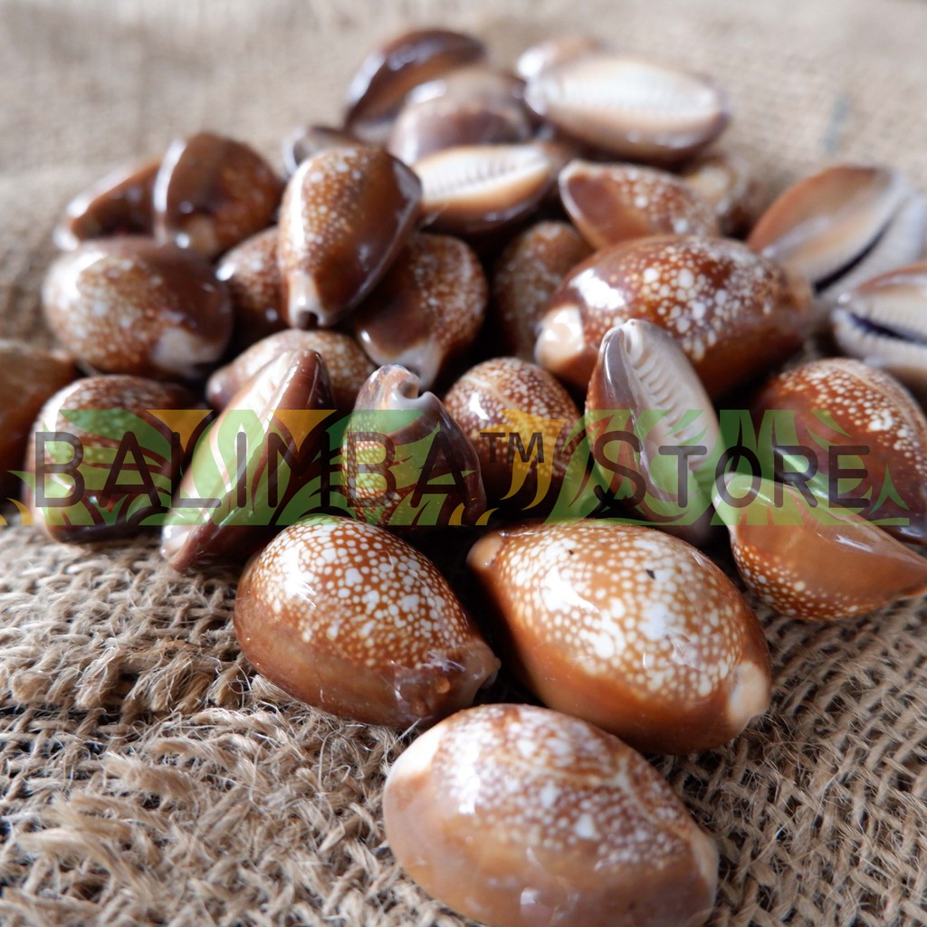 Cangkang Kerang Kuwuk Coklat