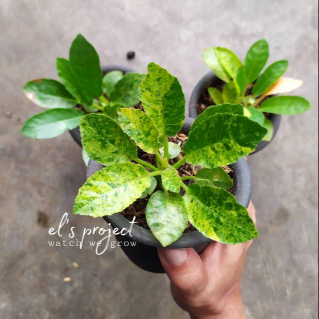 tanaman hias caudex dorstenia foetida variegata variegated varigata caudex tree