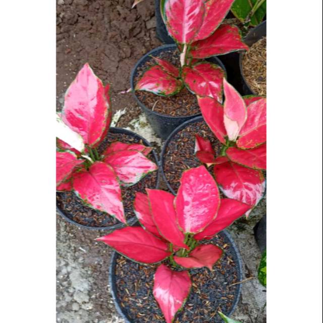 4 paket Aglonema red Anjamani - tanaman hias aglomema red anjamani