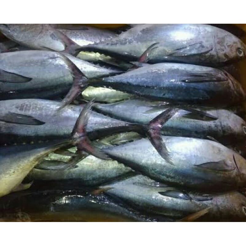 

IKAN TONGKOL PER KG - SAYUR SEGAR PALEMBANG