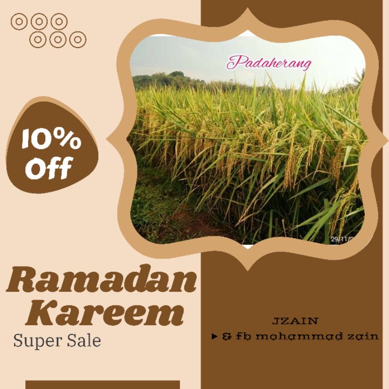 BENIH PADI UNGGUL PADAHERANG ORIGINAL 5kg