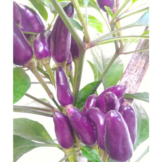 Bisa bayar di tempat - cabe Ungu Purple pepper 2 Benih Cabe Hias Ungu Purple Candle Light Tanaman Hi