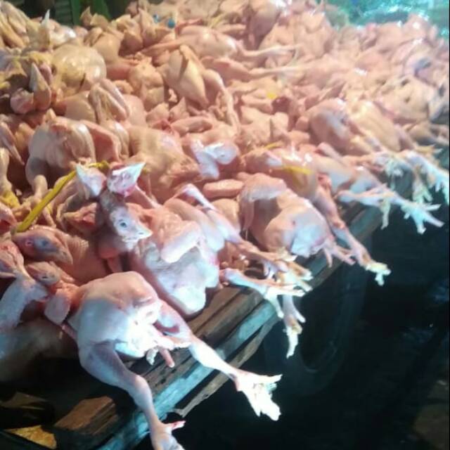 

Ayam potong broiler