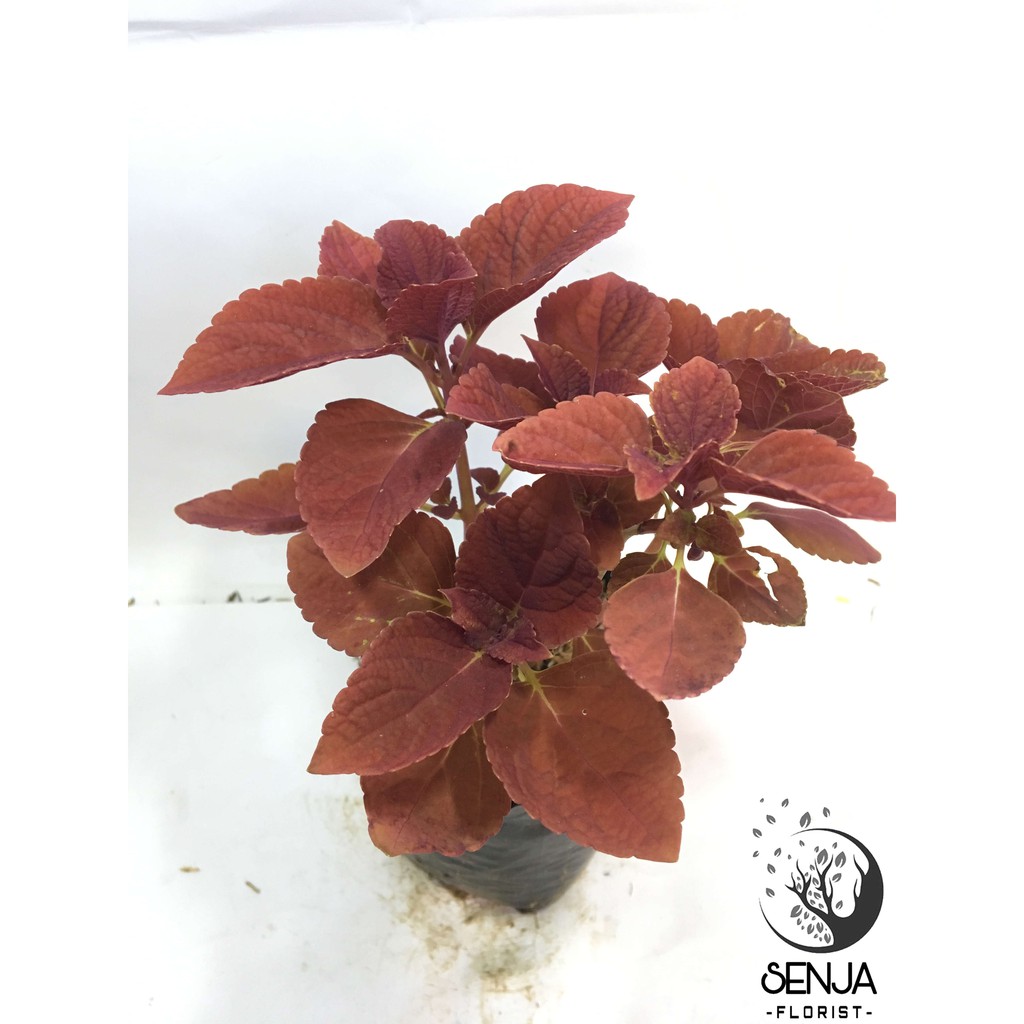 Tanaman Daun Miana Merah - ingler