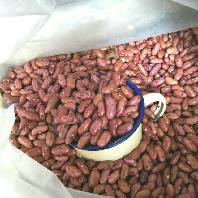 

Kacang Jogo /kacang merah