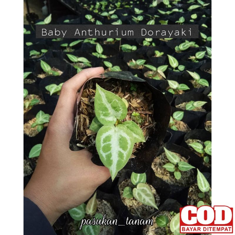 tanaman hias anthurium dorayaki mangkok / bibit dorayaki mangkok