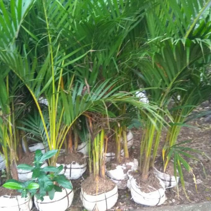 Pohon Palem Kuning Tinggi 1 Meter-1.2 Meter