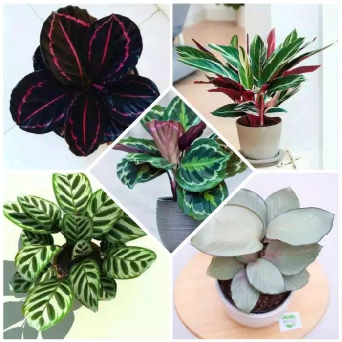 Paket murah tanaman hias calathea ( 5 calathea )