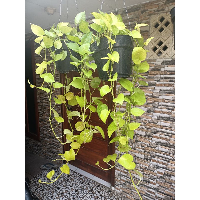 Tanaman Hias Sirih Gading Lemon Rimbun Menjuntai | Epiremnum Neon Pothos