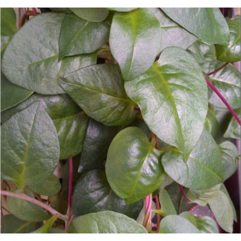 

Daun Binahong 100 gr