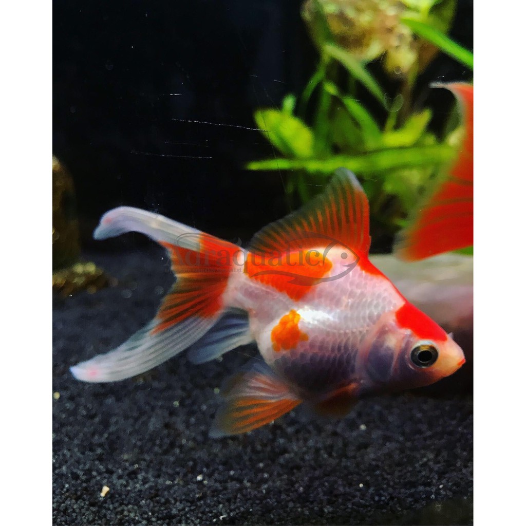 770 Background Aquarium Ikan Mas Koki Terbaik
