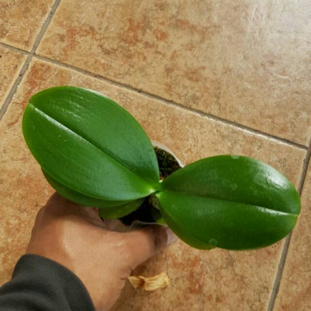 Remaja anggrek bulan