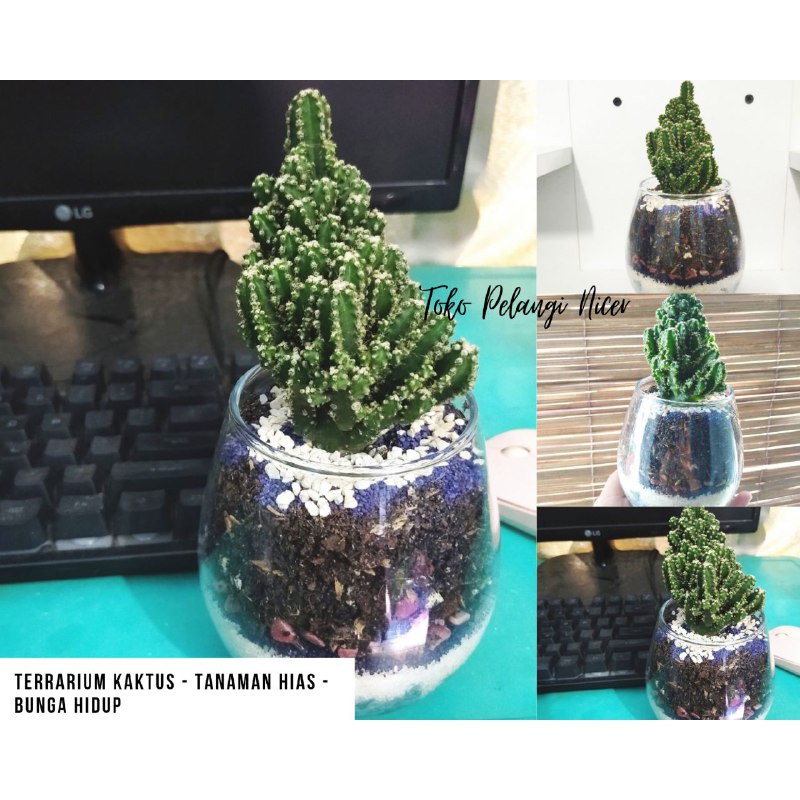 Terrarium Kaktus Sukulen Bunga Hidup Vas Pot kaca Aquarium Bunga Sekulen Tanaman Hias Dekorasi Artificial -b