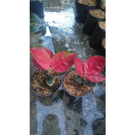Bunga Aglonema suksom jaipong mangkok daun rumbun warna menor