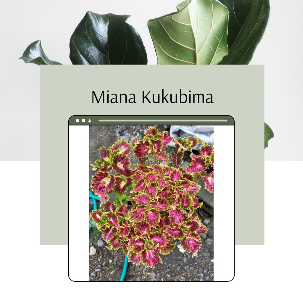 Tanaman Miana Kukubima Tanaman Hias Miana Premium Miana Premium Miana Kukubima