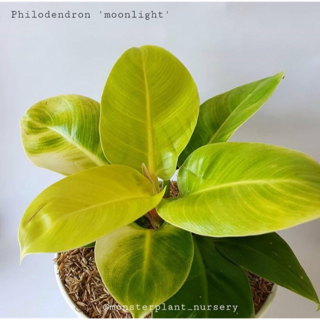 Philodendron Moonlight Philolemon Ukuran Besar Include Pot Tawon Putih Hitam Size 21 Shopee Indonesia