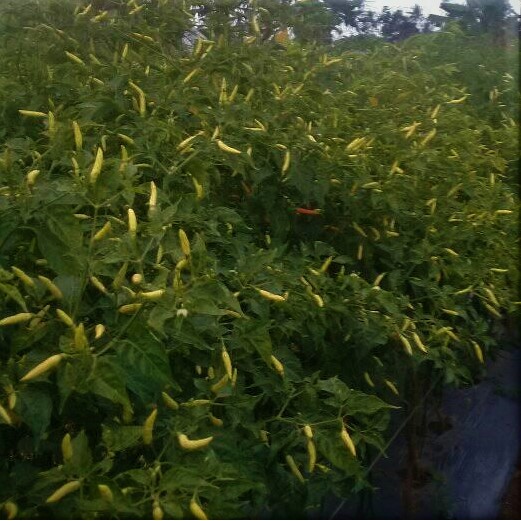 Benih Cabai Cabe Rawit Seta Super Cap Mutiara Bumi Isi 10 Gram