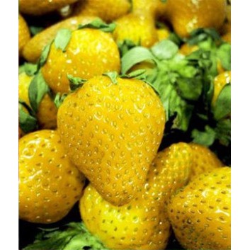 Benih Bibit Buah Strawberry Kuning - Yellow Strawberry - IMPORT