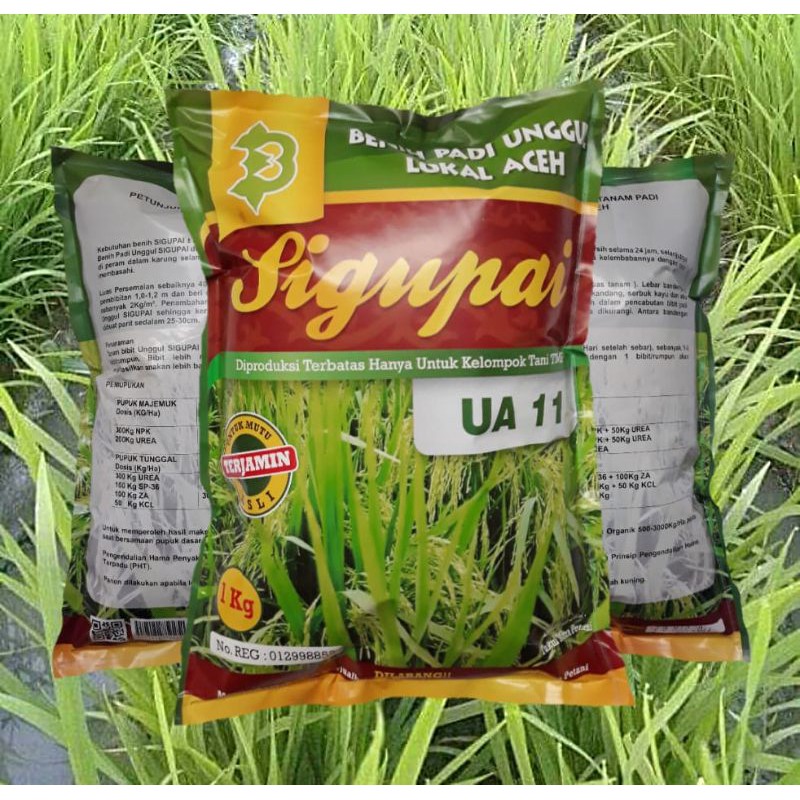 benih padi sigupai UA11