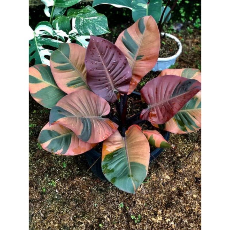 bonggol black cardinal varigata / philo black cardinal variegata