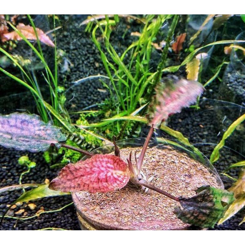 cryptocoryne striolata tiger