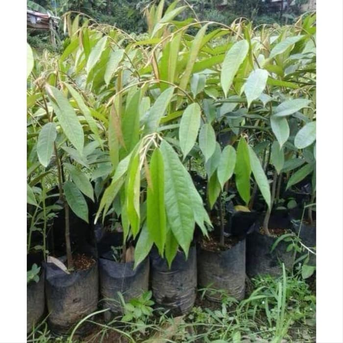 duren pelangi bibit duren pelangi
