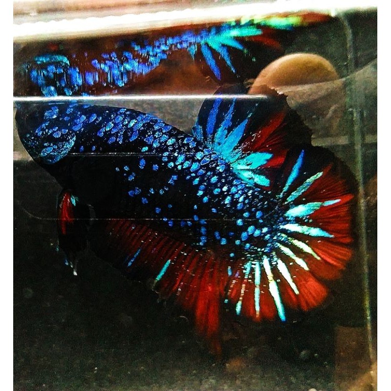 CUPANG AVATAR BLACK SERIES SIZE INDUKAN