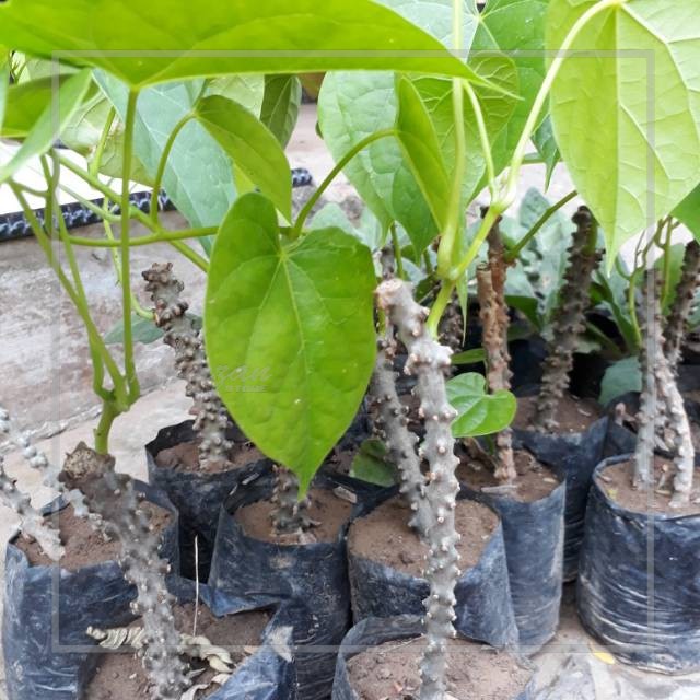 Tanaman obat butrowali brotowali atawali obat herbal