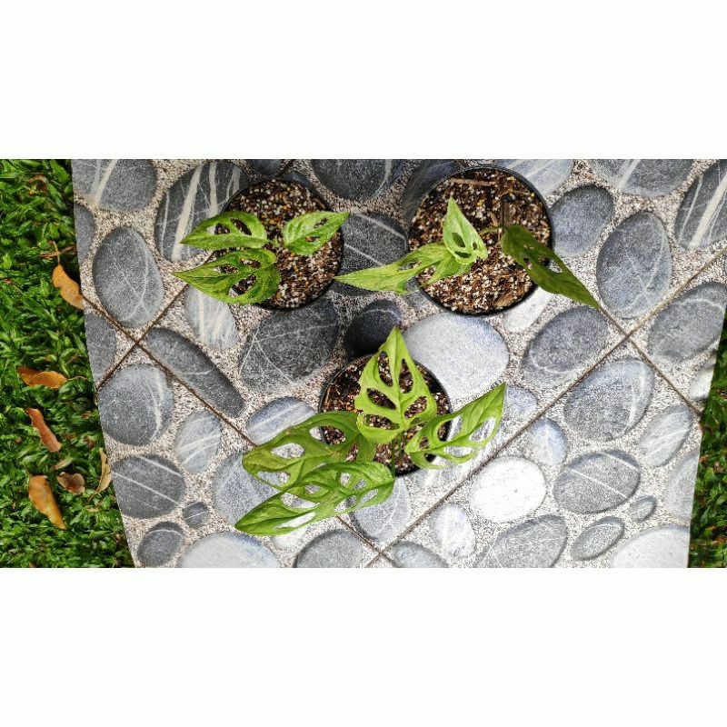 Monstera Adansonii Varigata Variegata Mint Lokal