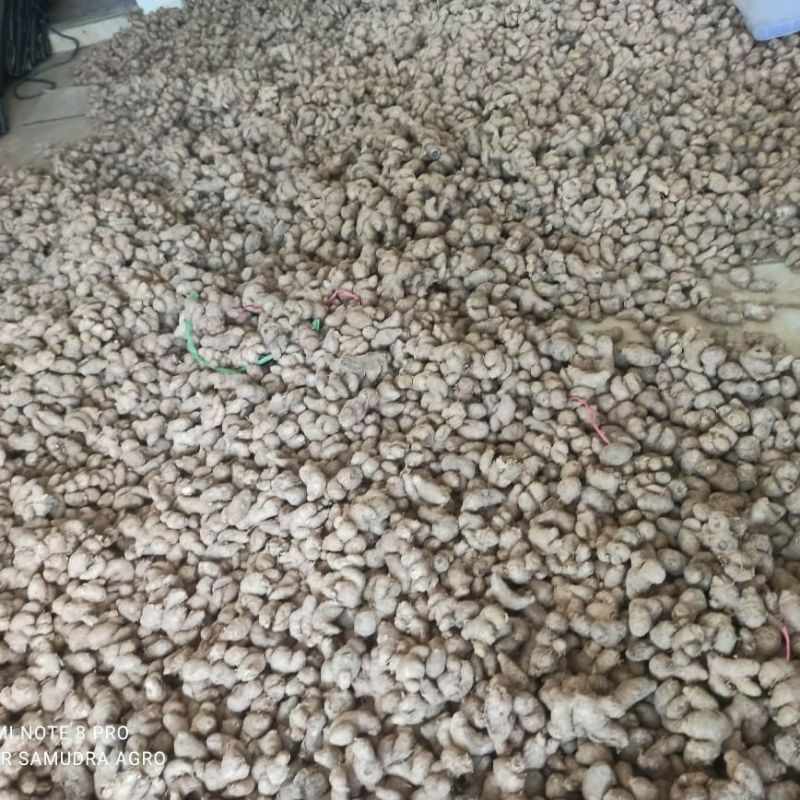 umbi kunyit hitam 1kg