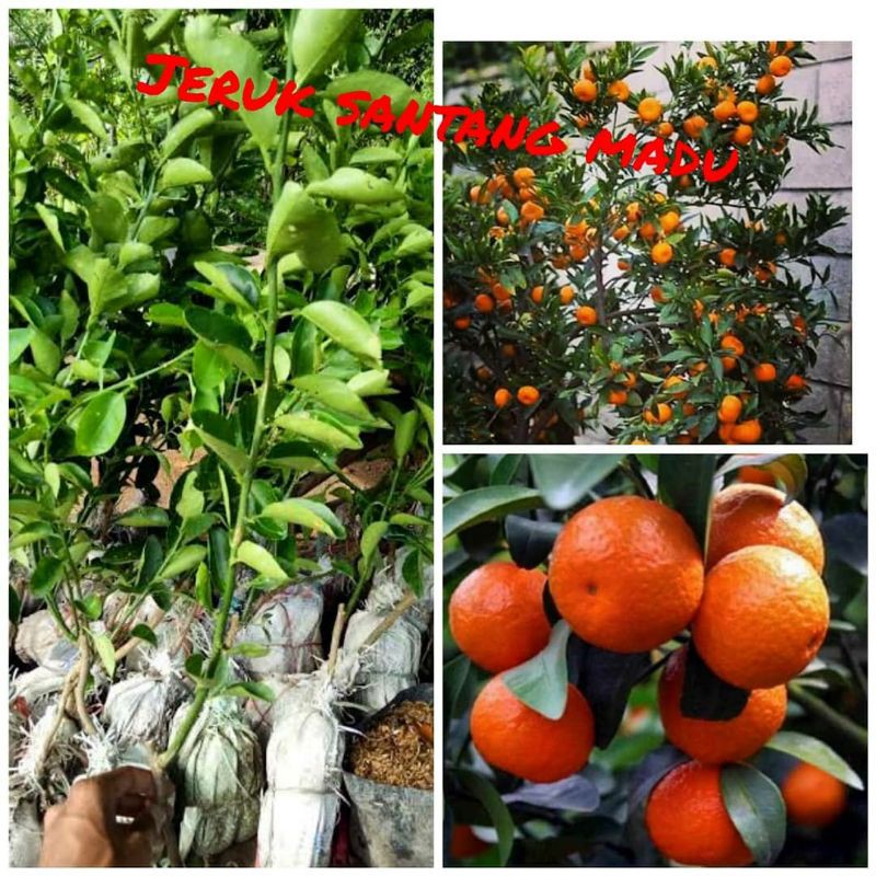 Jual Bibit Tanaman Pohon Jeruk Santang Madu Pohon Jeruk Santang Madu