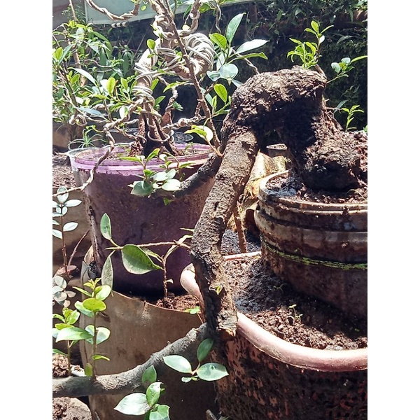 bahan bonsai santigi gunung/cantigi gaya air terjun cescade