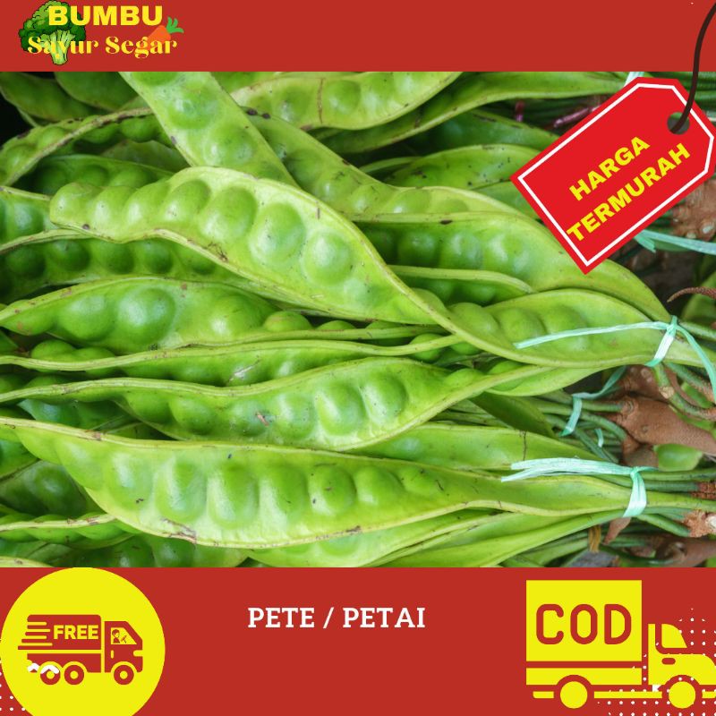 

PETE - PETAI 1 PAPAN