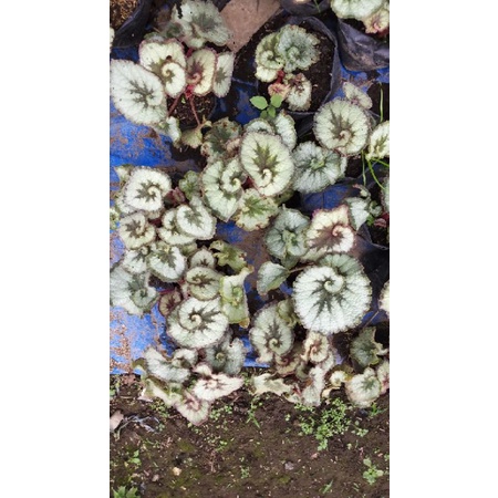 anakan begonia keong hijau, begonia murah, begonia rimbun begonia cantik, begonia unik,