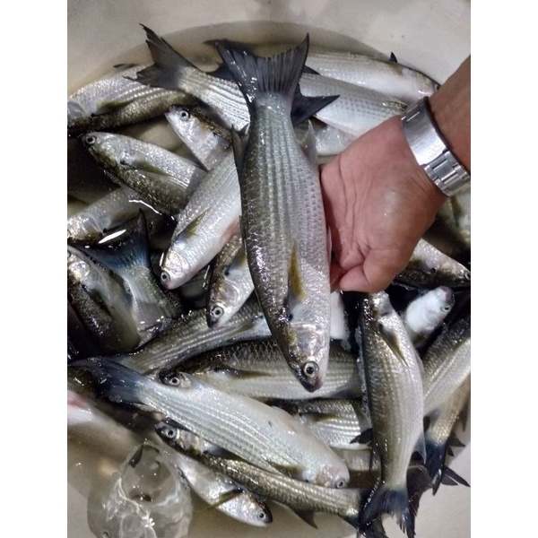 

Ikan Belanak Sipit Segar 1~Kilogram