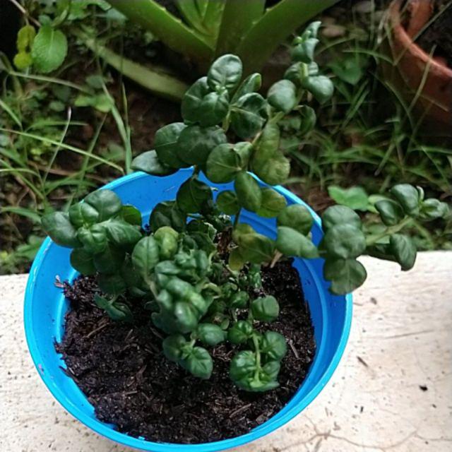 Krokot Curly - Krokot Keriting Tanaman Crocot Paku Payung