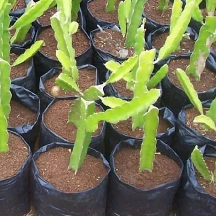 @_$ Benih Tanaman Buah Naga