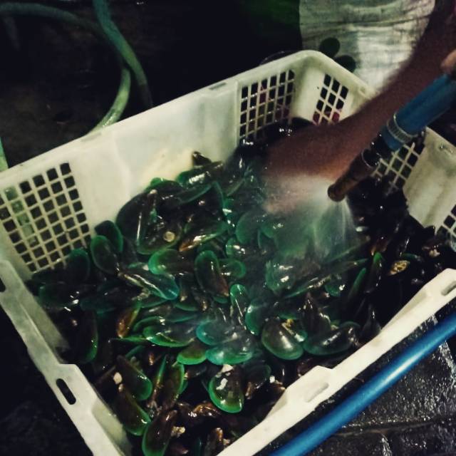 

Kerang ijo