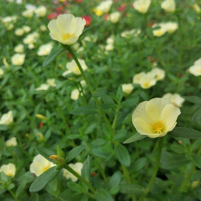 Krokot hijau  epal 7 stek batang